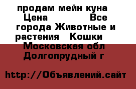 продам мейн куна › Цена ­ 15 000 - Все города Животные и растения » Кошки   . Московская обл.,Долгопрудный г.